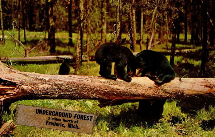 Underground Forest - Vintage Postcard
